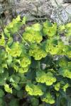 Euphorbia
