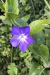 Vinca minor