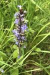Ajuga reptans