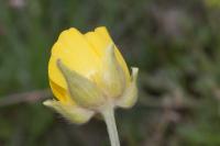 Ranunculus paludosus