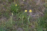 Ranunculus paludosus