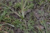 Ranunculus paludosus