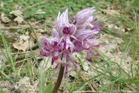 Orchis simia