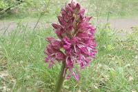 Orchis x angusticruris