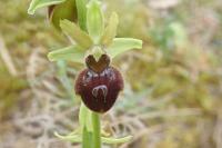 Ophrys aranifera