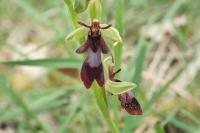 Ophrys insectifera