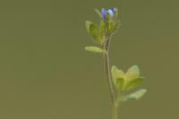 Veronica arvensis