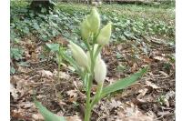 Cephalanthera damasonium