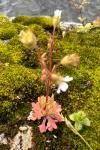 Saxifraga tridactylites
