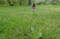 Orchis purpurea