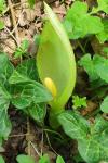 Arum italicum