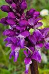 Orchis mascula