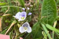 Veronica serpyllifolia