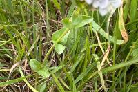 Veronica serpyllifolia
