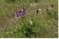 Orchis purpurea