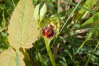 Ophrys aranifera