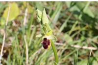Ophrys aranifera