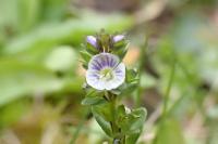Veronica serpyllifolia