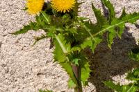 Sonchus asper