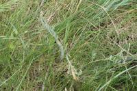 Asparagus officinalis