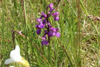 Anacamptis morio