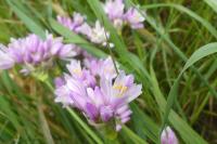 Allium roseum