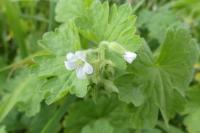 Geranium molle