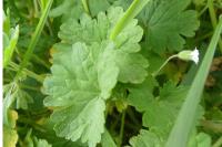 Geranium molle
