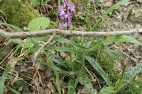 Orchis mascula