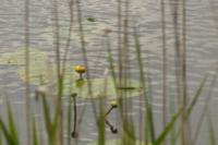 Nuphar lutea