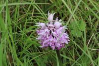 Orchis simia