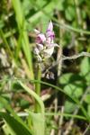 Orchis simia