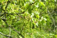 Quercus pubescens