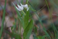 Cephalanthera longifolia