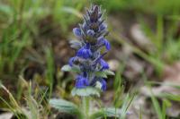 Ajuga genevensis