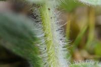 Ajuga genevensis