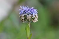 Globularia bisnagarica