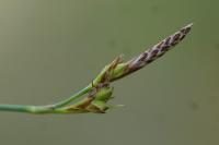 Carex halleriana