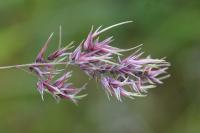 Poa bulbosa