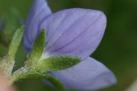 Veronica teucrium