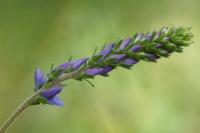 Veronica teucrium