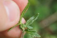 Veronica teucrium