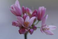 Allium roseum