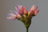 Allium roseum