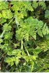 Anthriscus caucalis