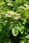 Sambucus nigra