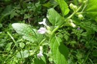 Melittis melissophyllum