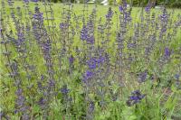 Salvia verbenaca
