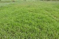 Plantago lanceolata