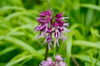 Orchis simia